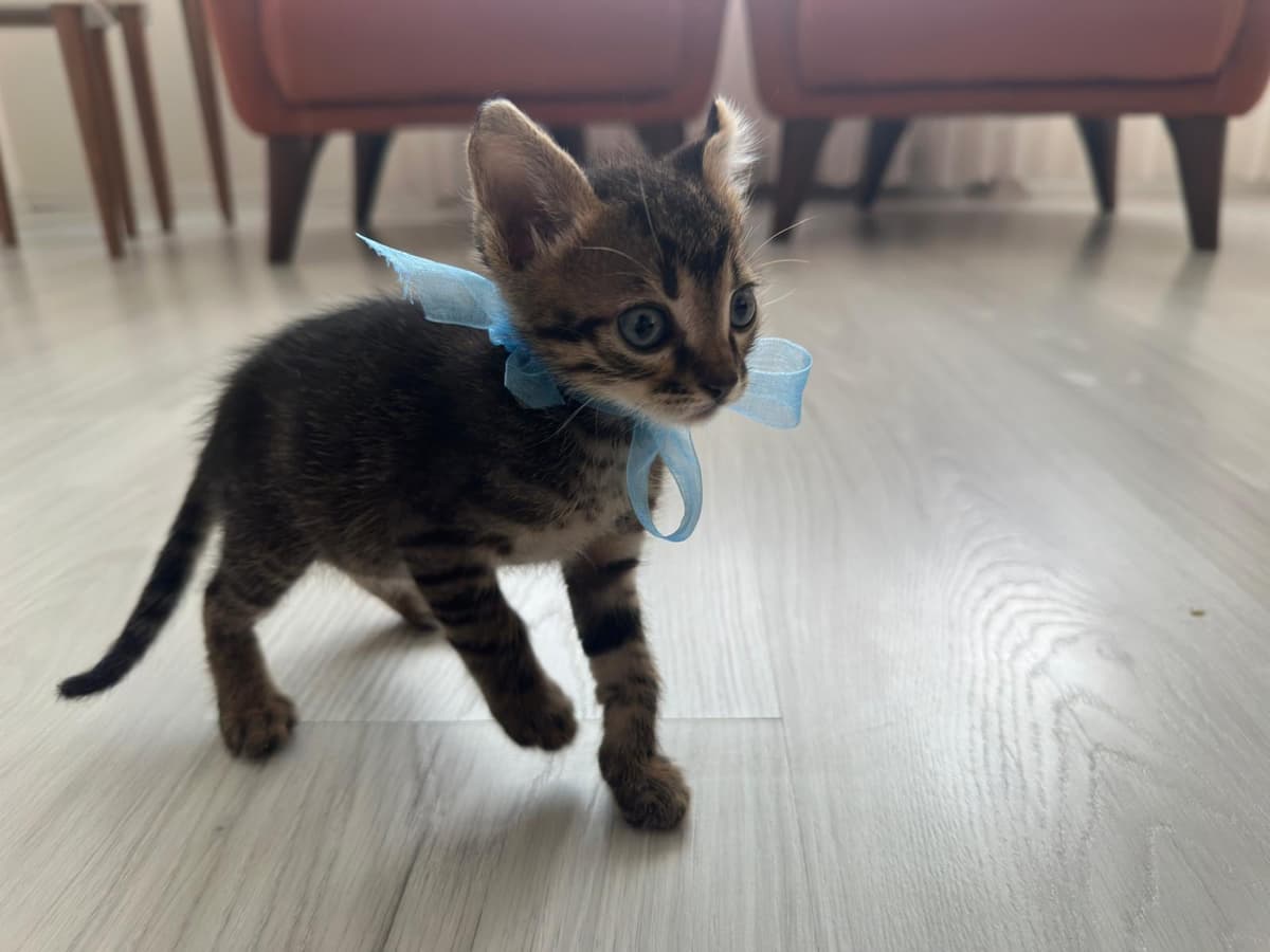 Adı Gofret, 6 haftalık erkek yavru kedi (Ücretsiz Sahiplendirme) Tekir Kedi, Tekirdağ