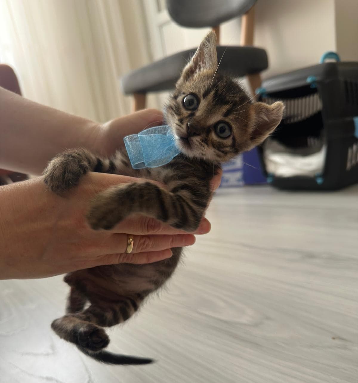 Adı Gofret, 6 haftalık erkek yavru kedi (Ücretsiz Sahiplendirme) Tekir Kedi, Tekirdağ