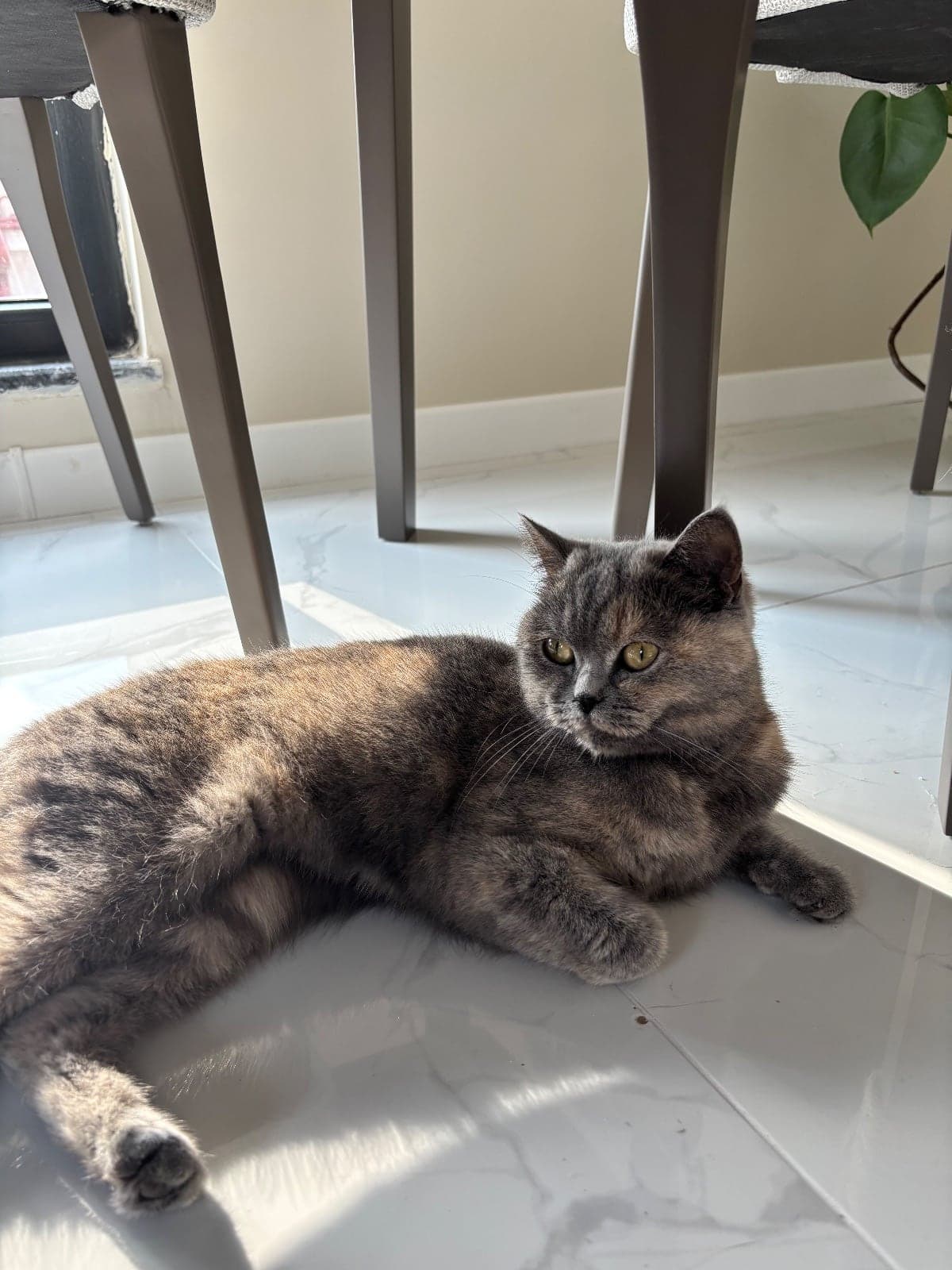 Kete British Shorthair Kedi, Sakarya