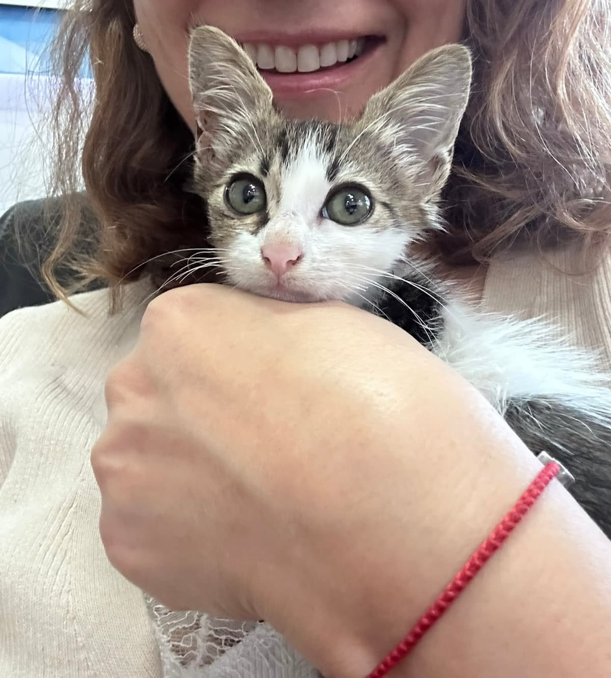 Şakir Tekir Kedi, İstanbul