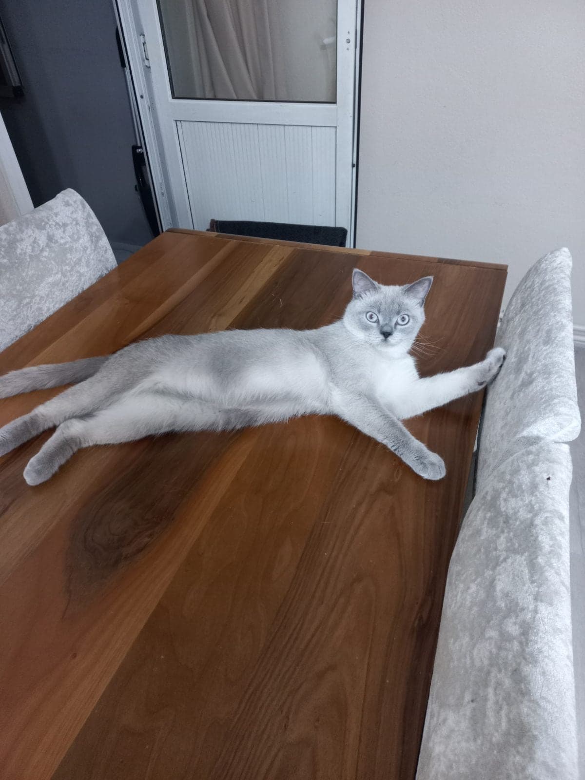Oscar British Shorthair Kedi, İstanbul