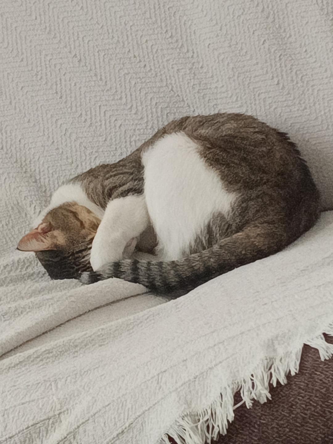 Behlül Tekir Kedi, Antalya
