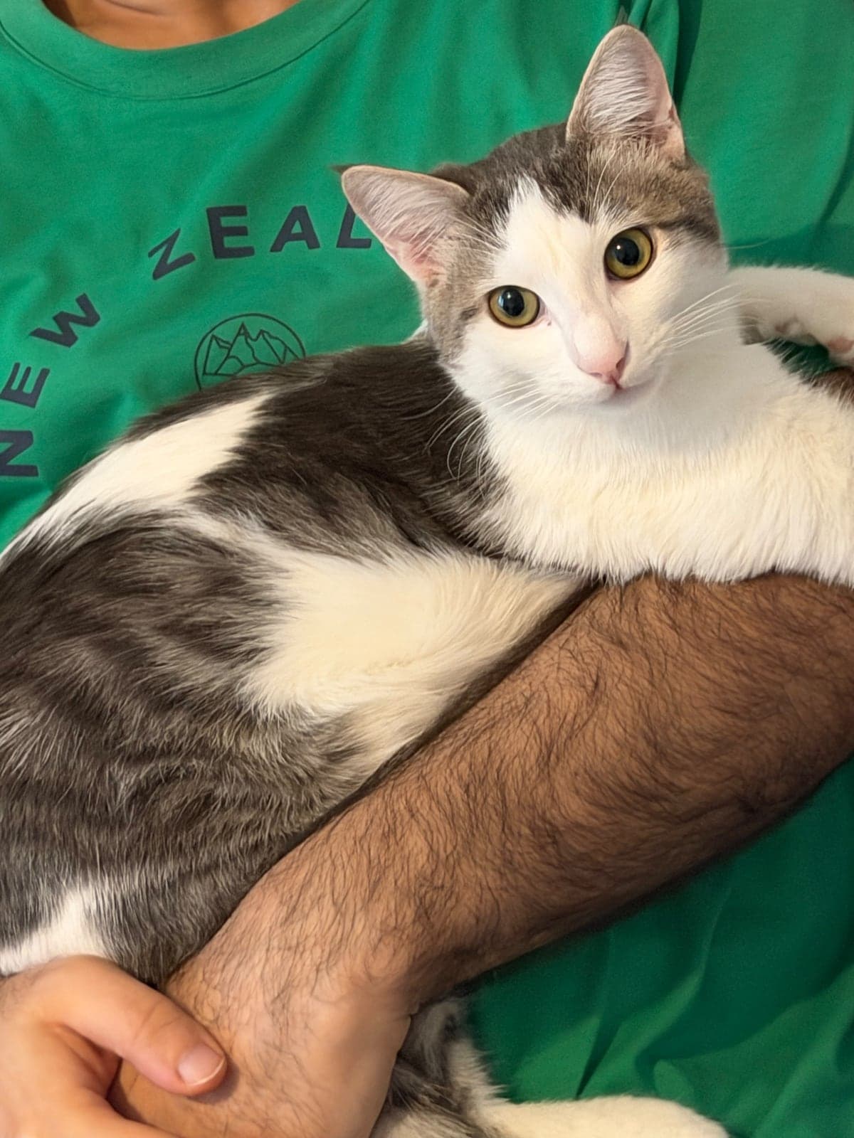 Johnny Sokak Kedisi Kedi, İstanbul
