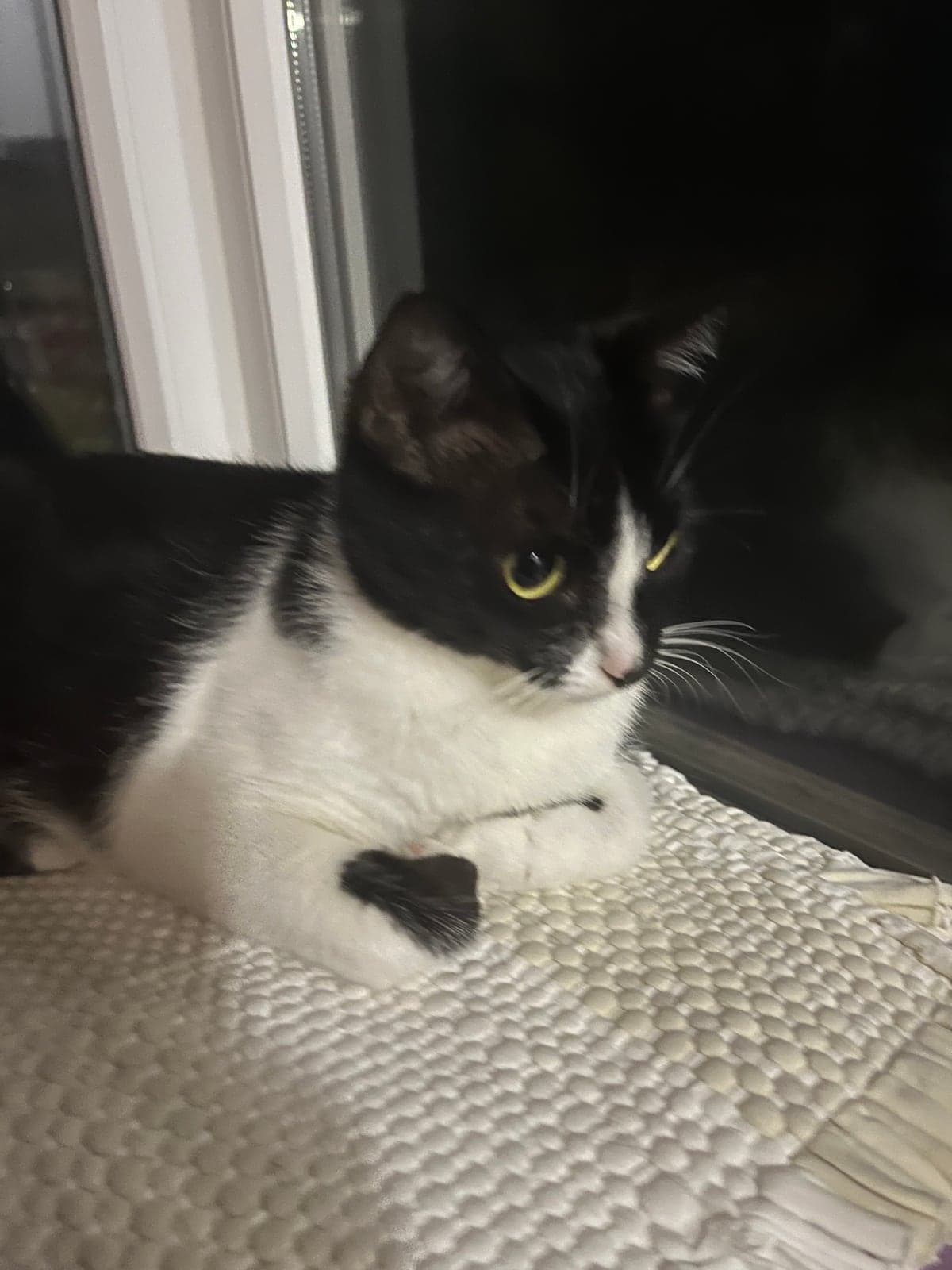 Tekir / Sokak Kedisi · Kedi Sokak Kedisi Kedi, Çanakkale