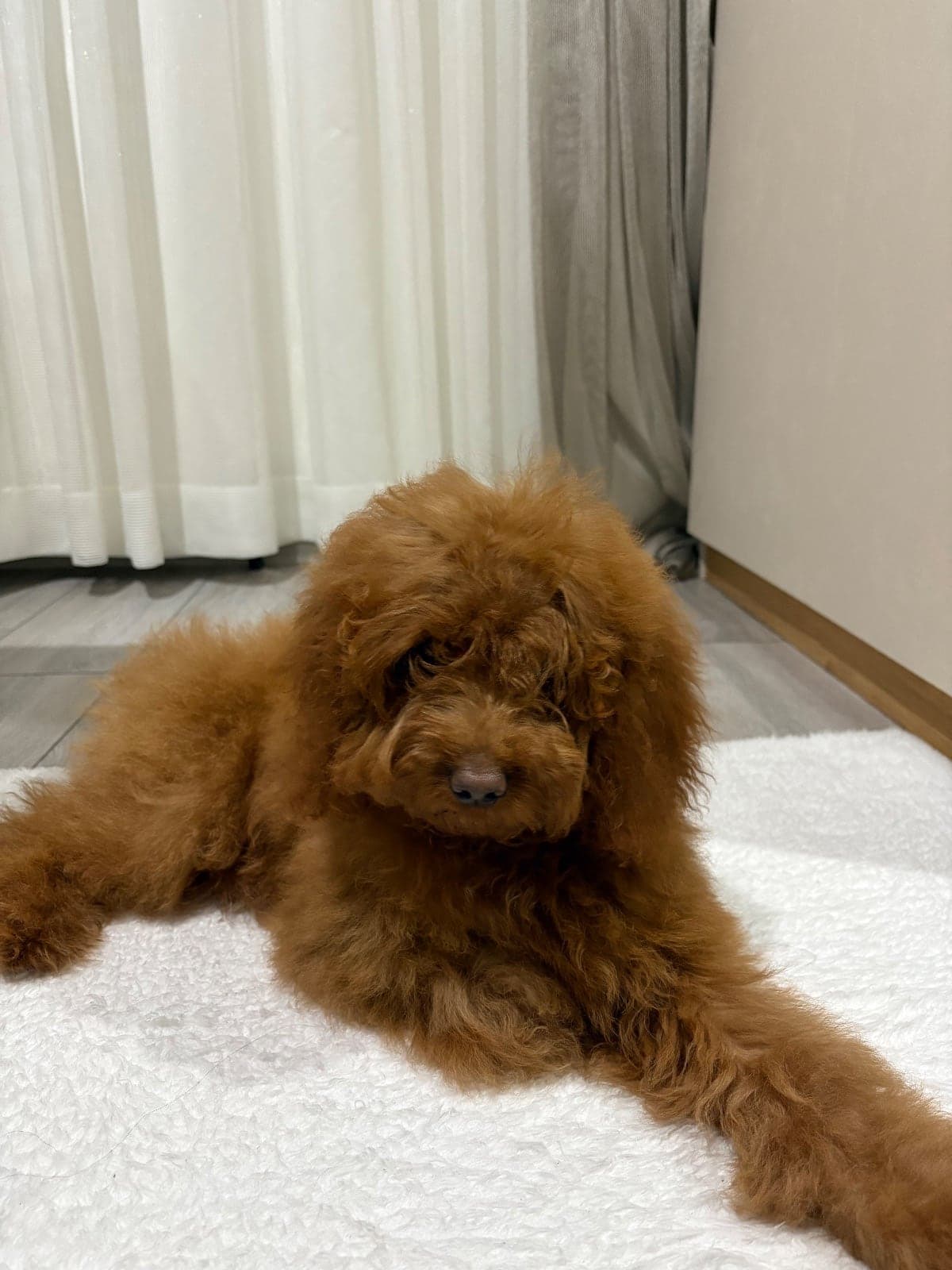 Brownie Toy Poodle Köpek, Ankara