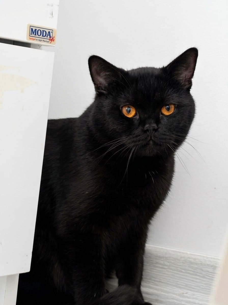 İsmi yok British Shorthair Kedi, Ankara