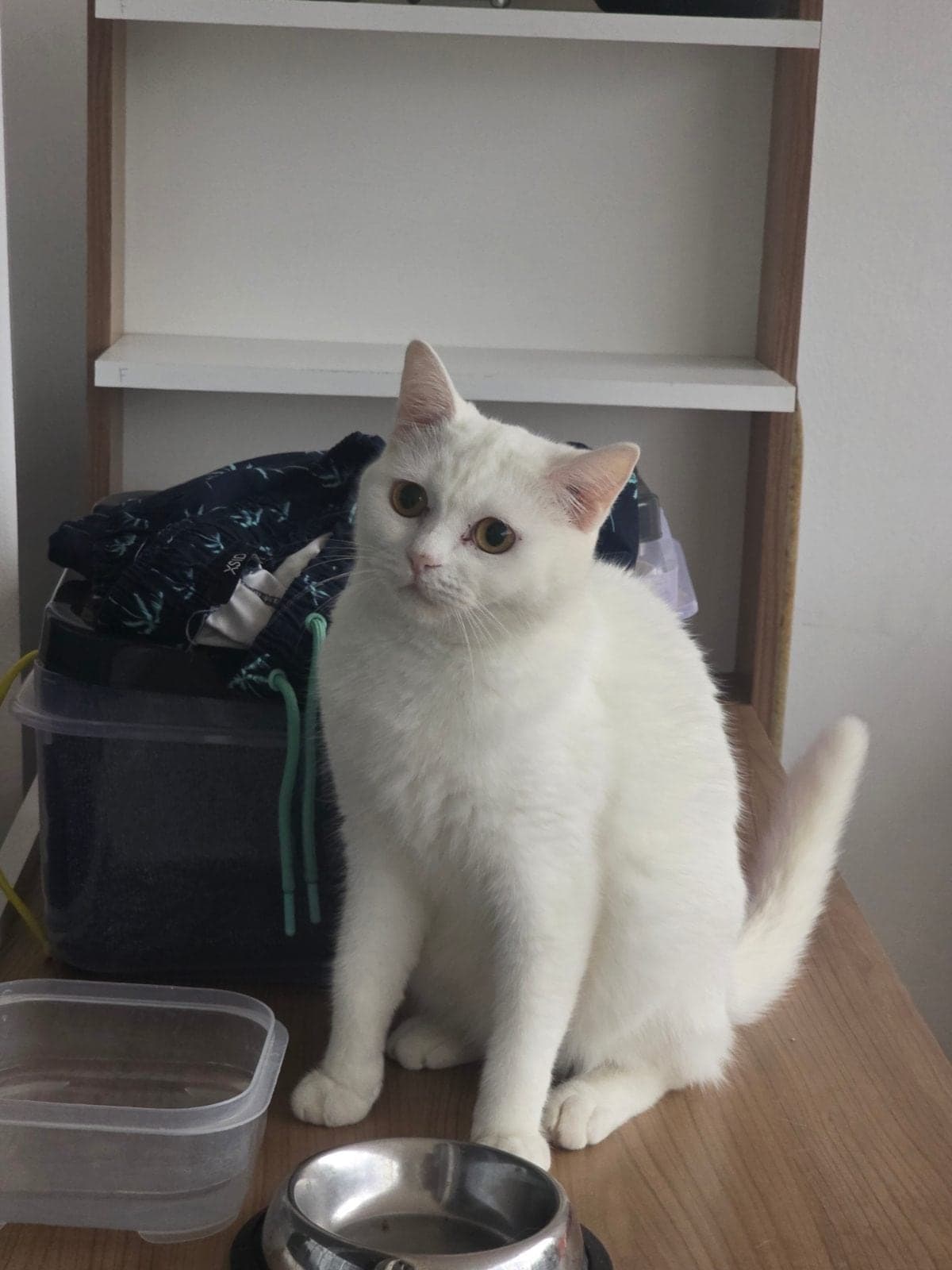 Bilmiyorum Melez Kedi, Antalya