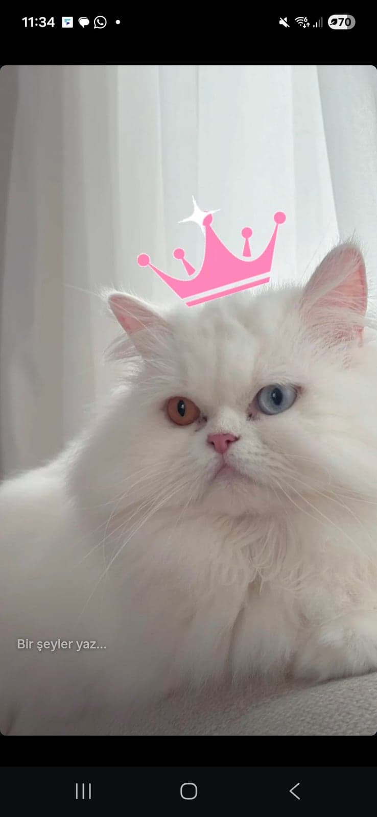 Çicek Persian Kedi, İstanbul