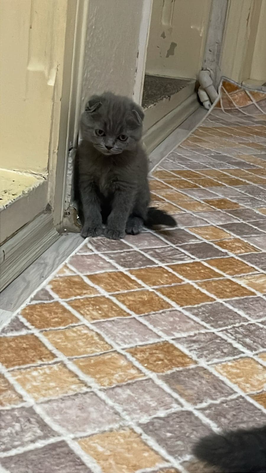 SCOTISH FOLD Scottish Fold Kedi, Eskişehir