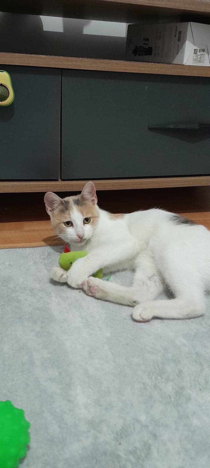 Boncuk Melez Kedi, İstanbul