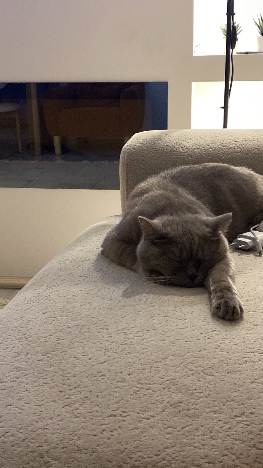 Tokaç British Shorthair Kedi, İstanbul