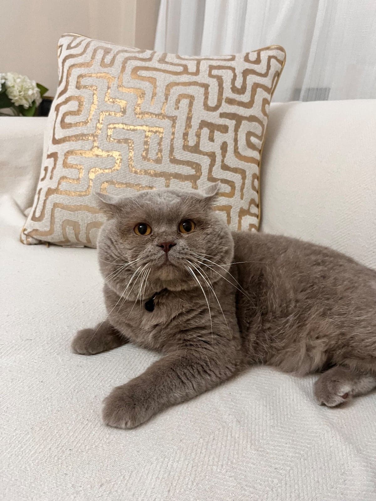 pablo British Shorthair Kedi, İstanbul