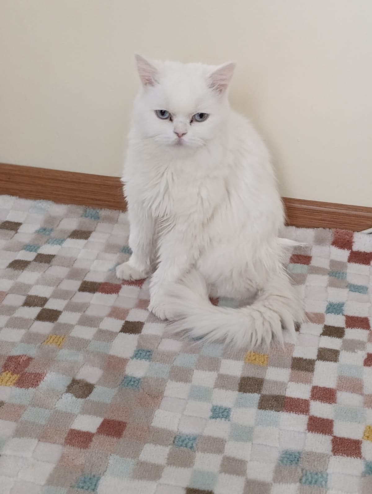 Vega British Longhair Kedi, Ankara