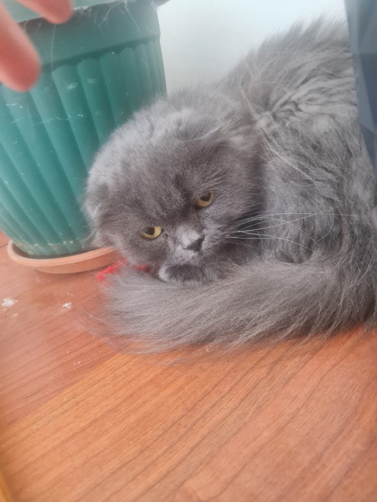 Yumak British Shorthair Kedi, Kırklareli