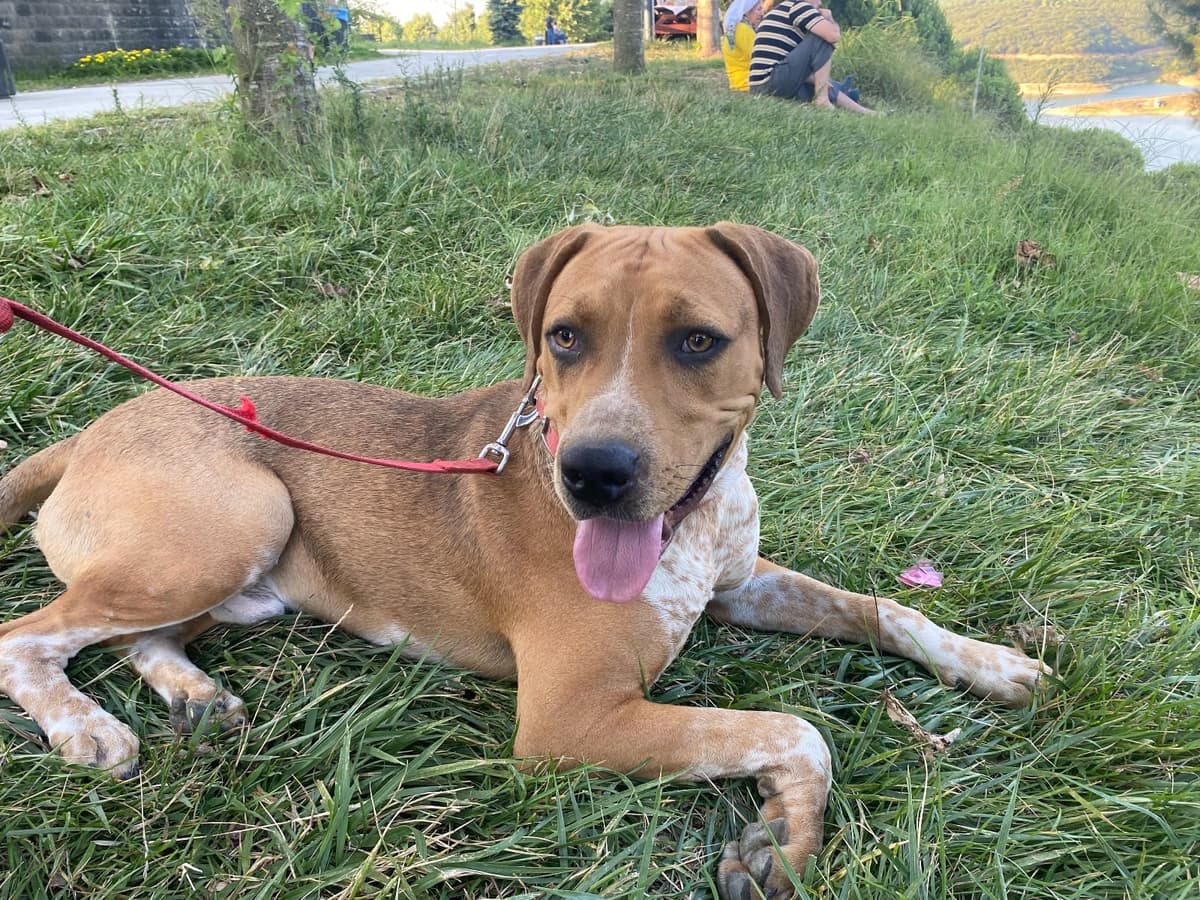 Karamel Melez Köpek, İstanbul