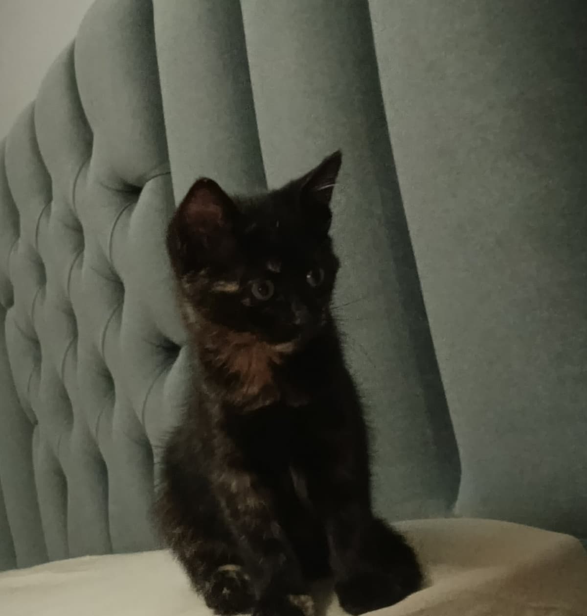 Kömür Sokak Kedisi Kedi, Ankara