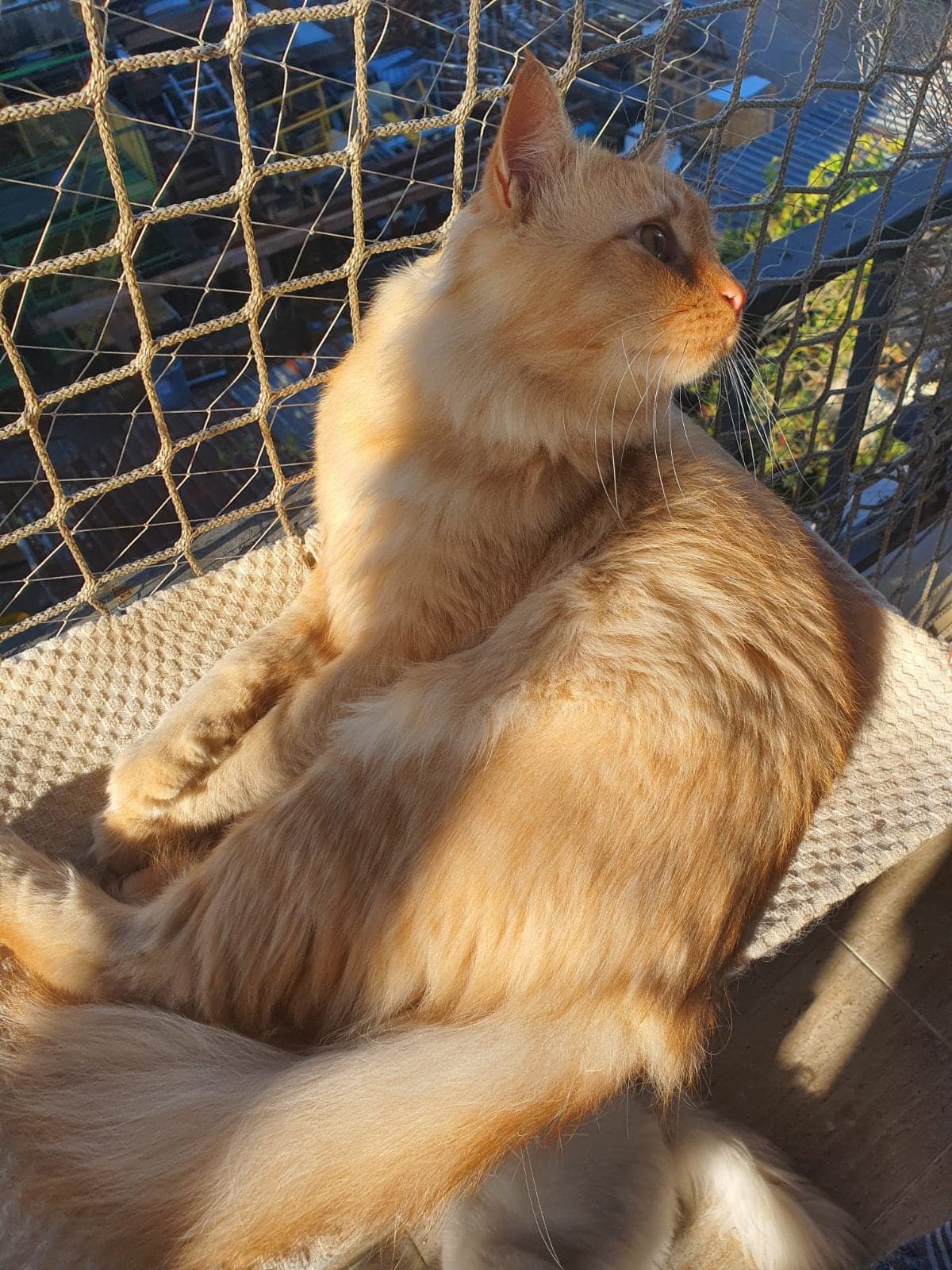 Reis Melez Kedi, İstanbul