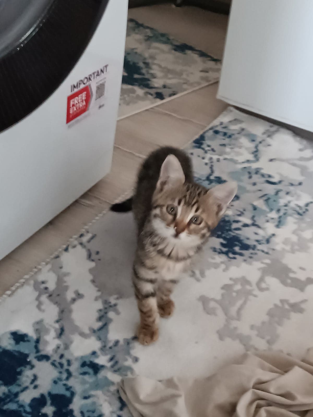 Bıddo Sokak Kedisi Kedi, Ankara