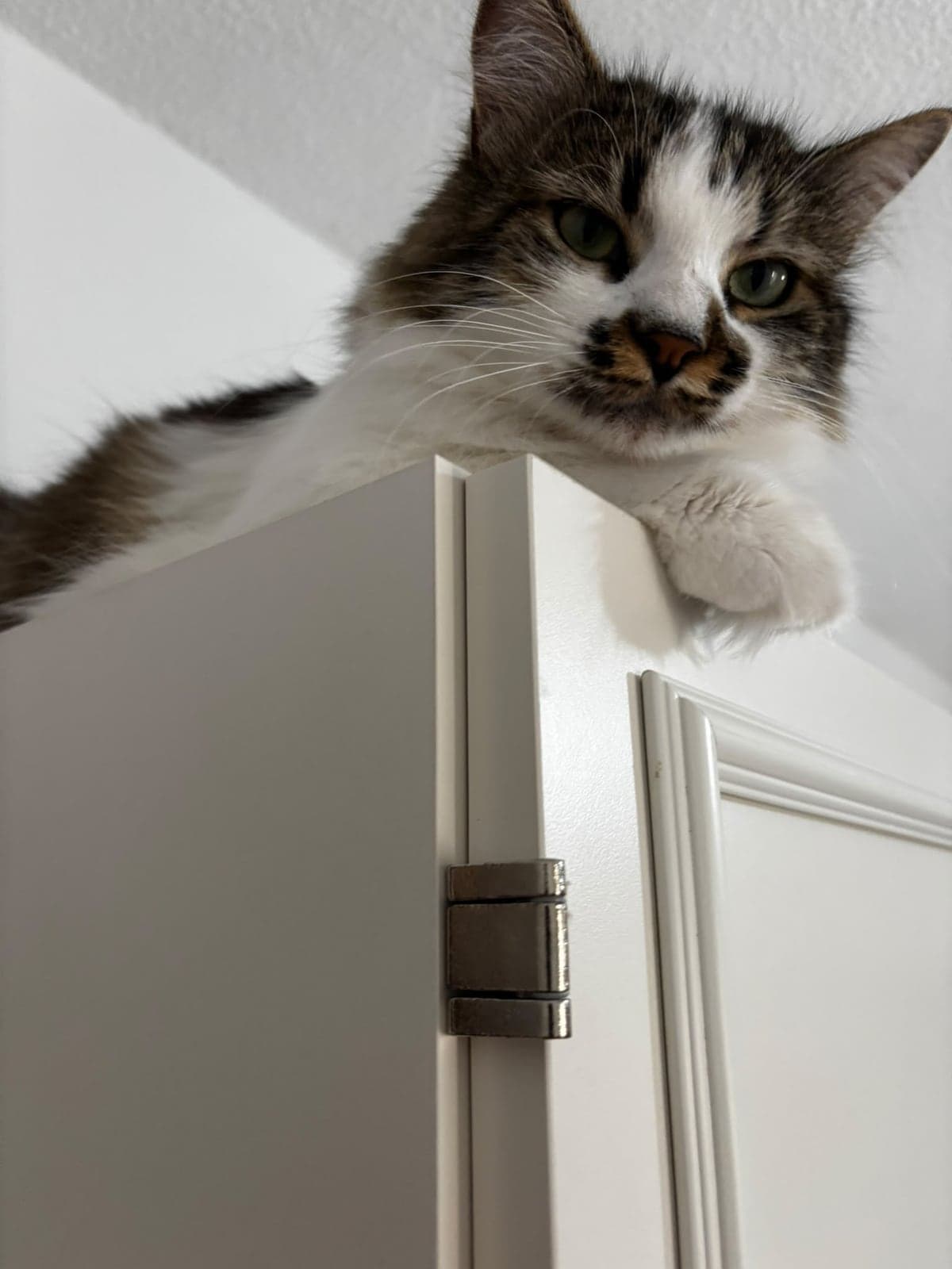 Haylaz Melez Kedi, Ankara