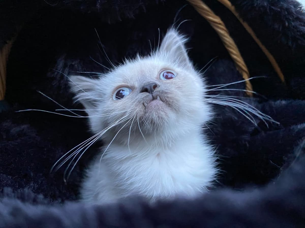 Korsan British Shorthair Kedi, Ankara