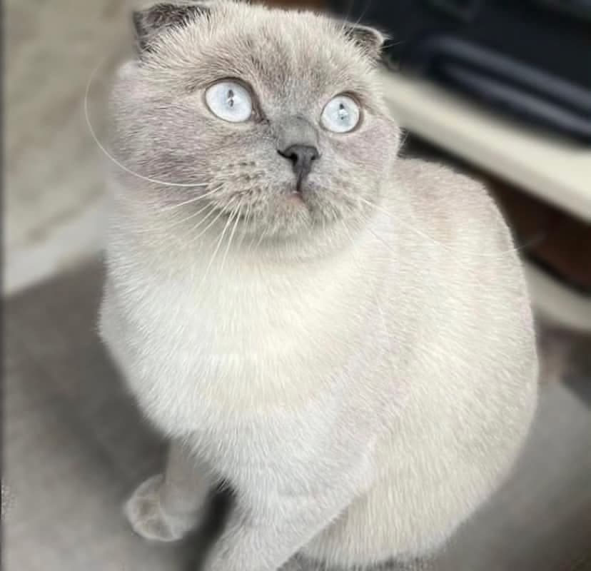 Maya Scottish Fold Kedi, Ankara