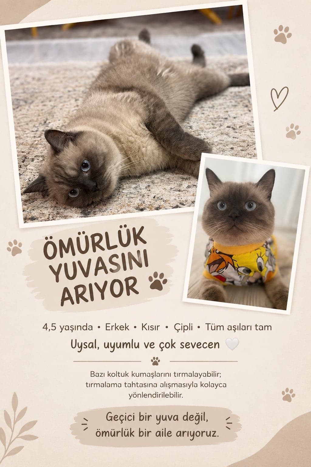 Ragnar British Shorthair Kedi, Ankara