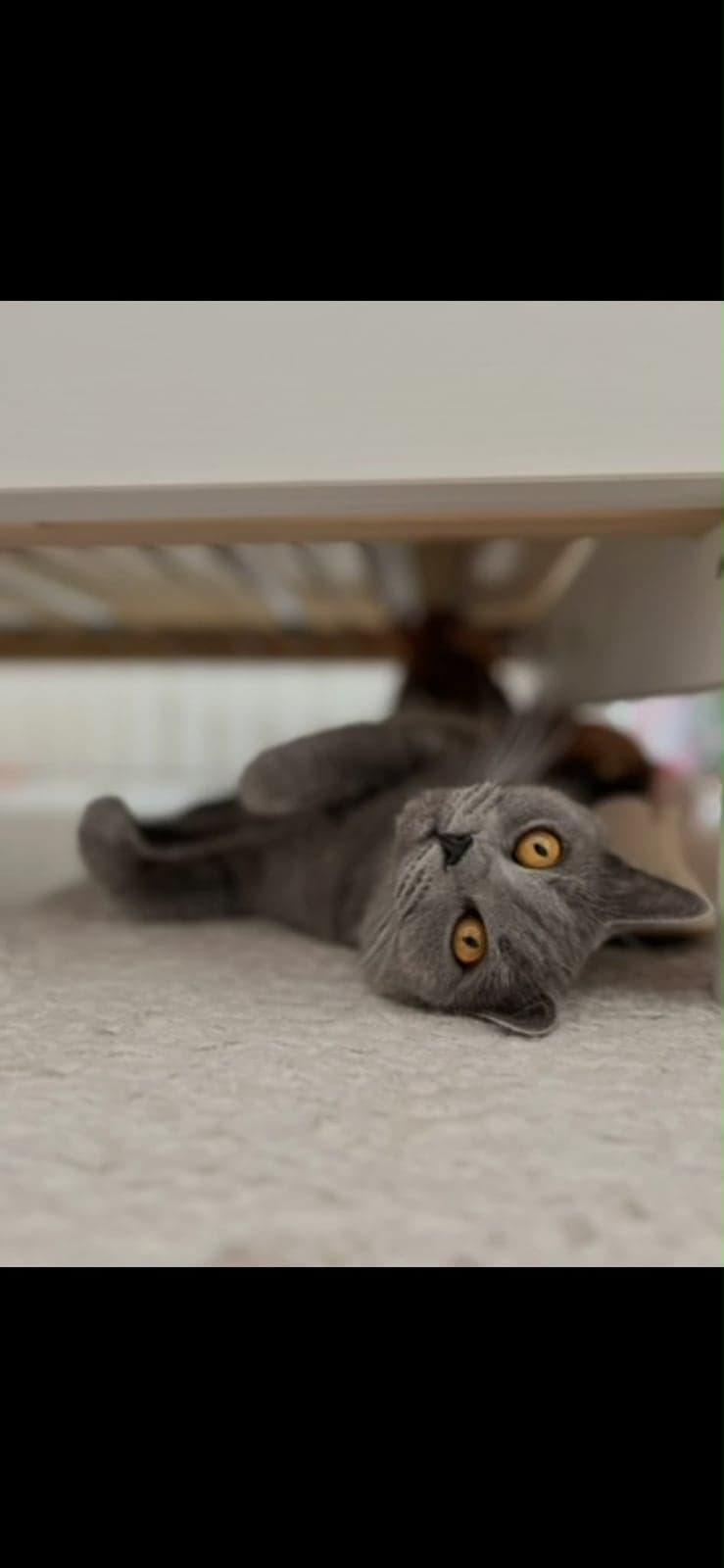 Miya British Shorthair Kedi, İstanbul