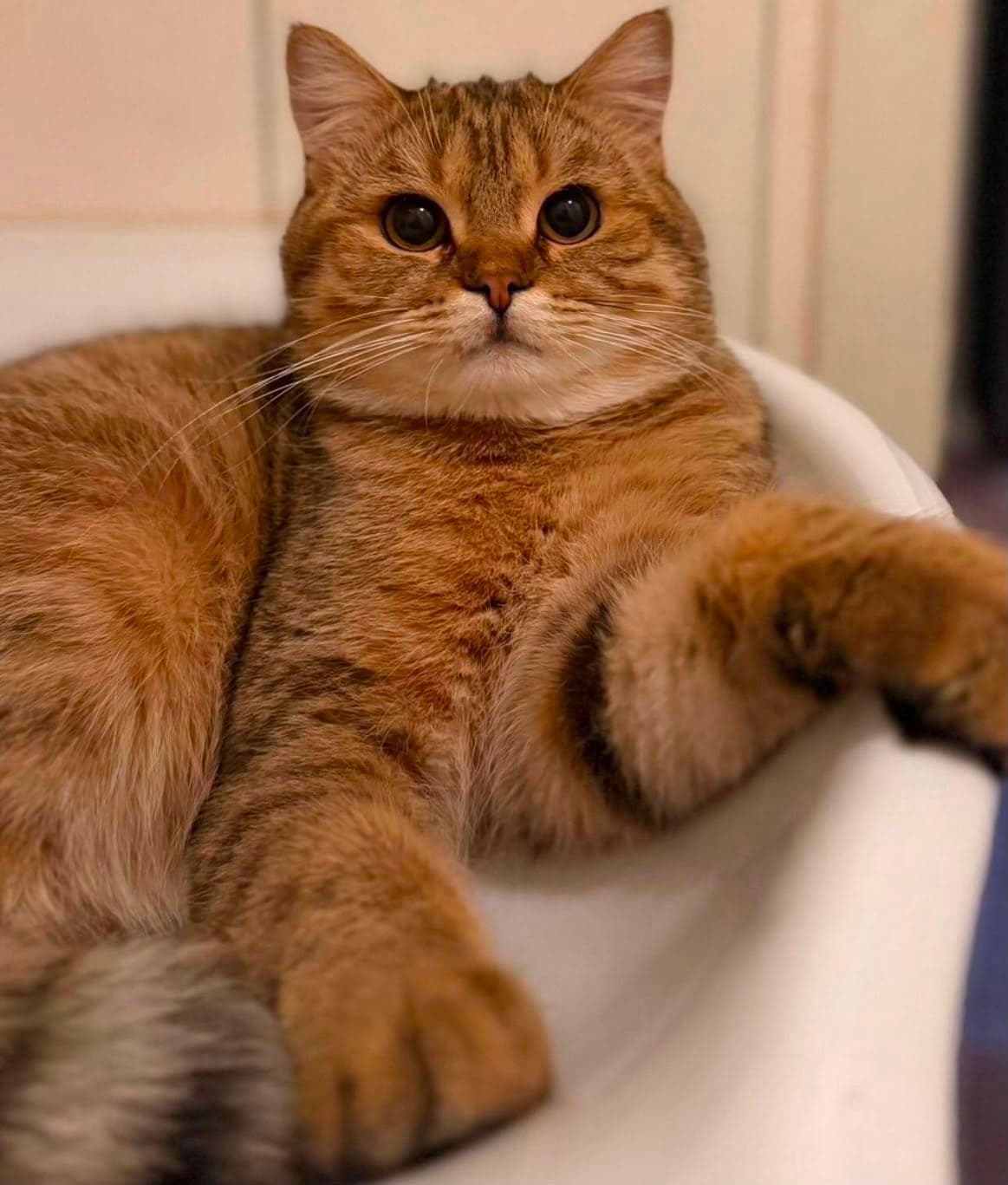Cookie British Shorthair Kedi, İstanbul