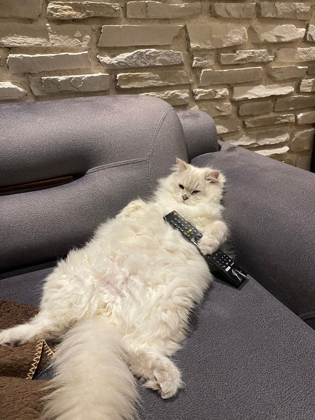 Şakir Ragdoll Kedi, Bursa