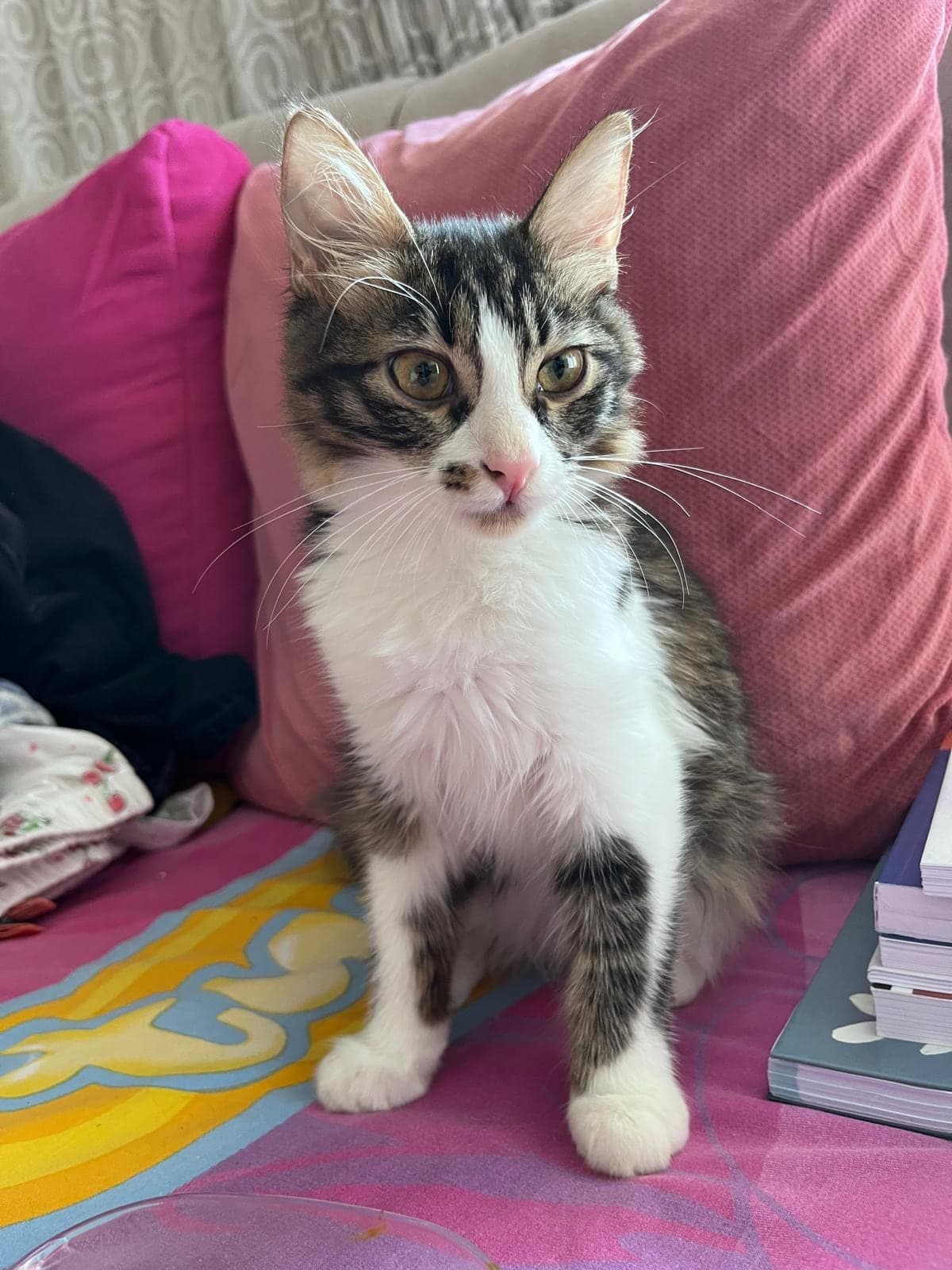 Asi Melez Kedi, Adana