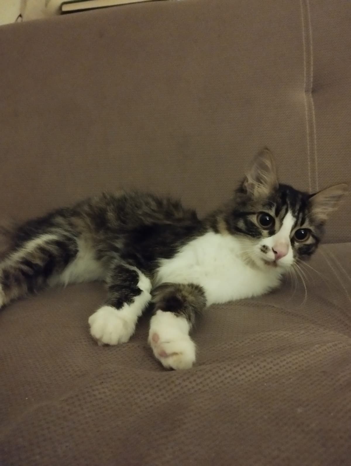 Asi Melez Kedi, Adana