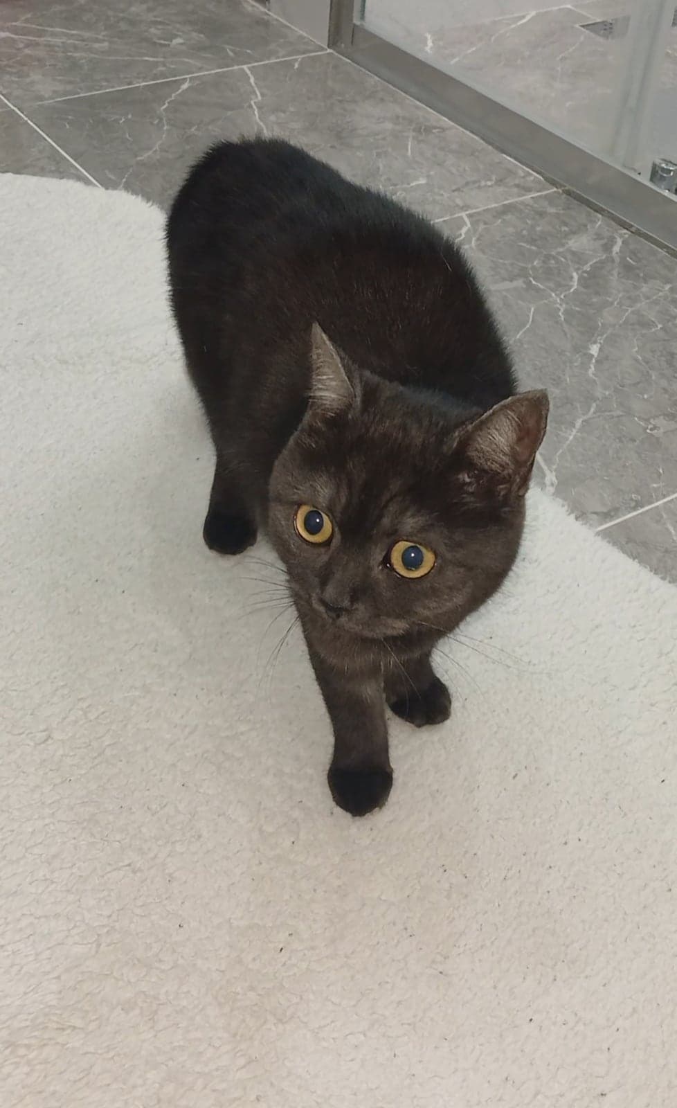 Medusa British Shorthair Kedi, İstanbul