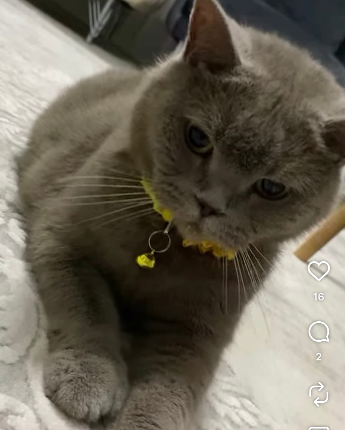 Mia British Shorthair Kedi, Kocaeli