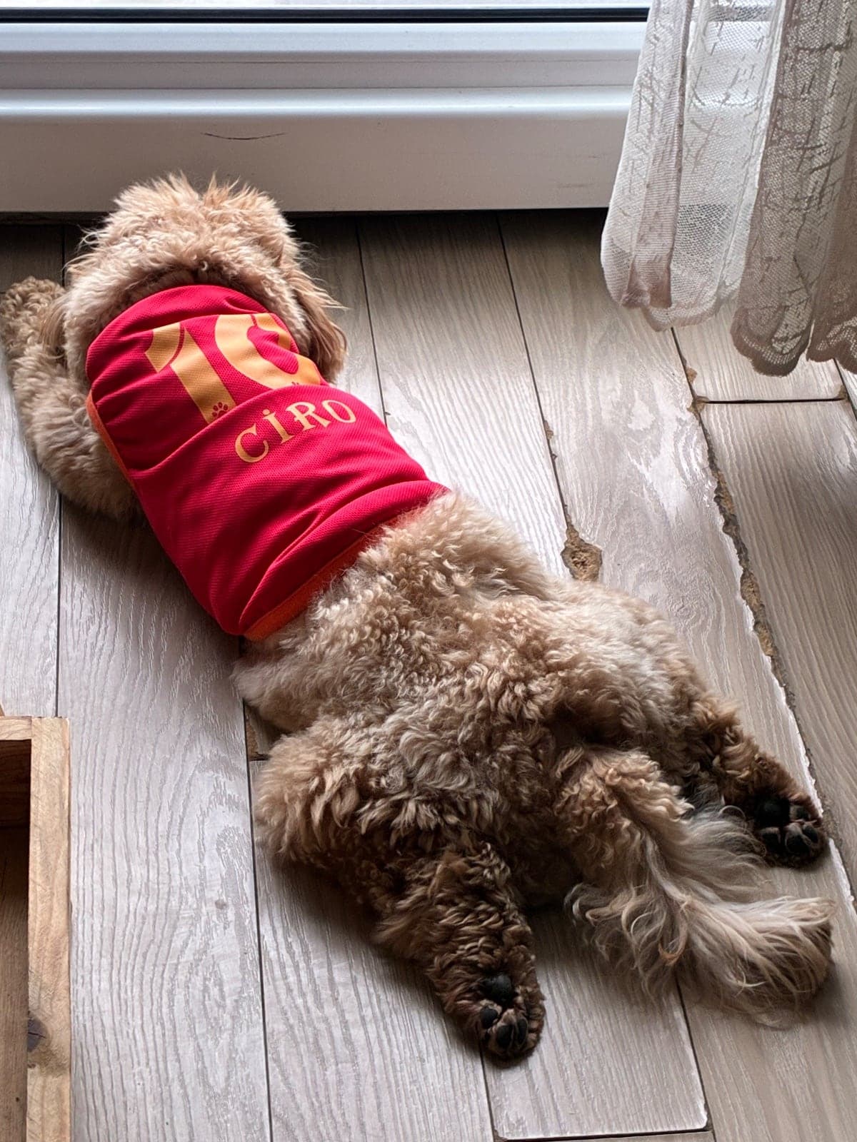Ciro Maltipoo Köpek, İstanbul