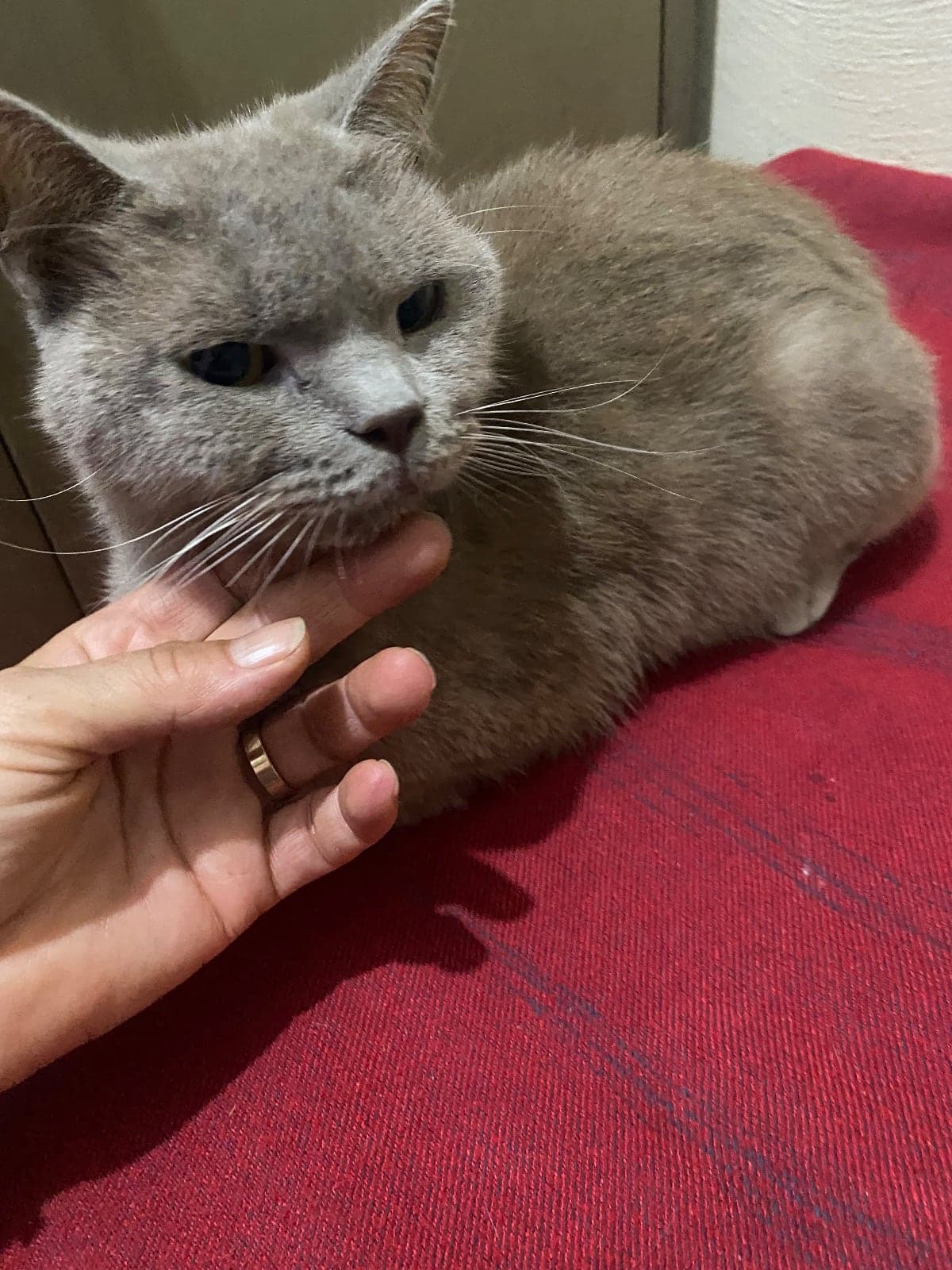 Oreo British Shorthair Kedi, İstanbul
