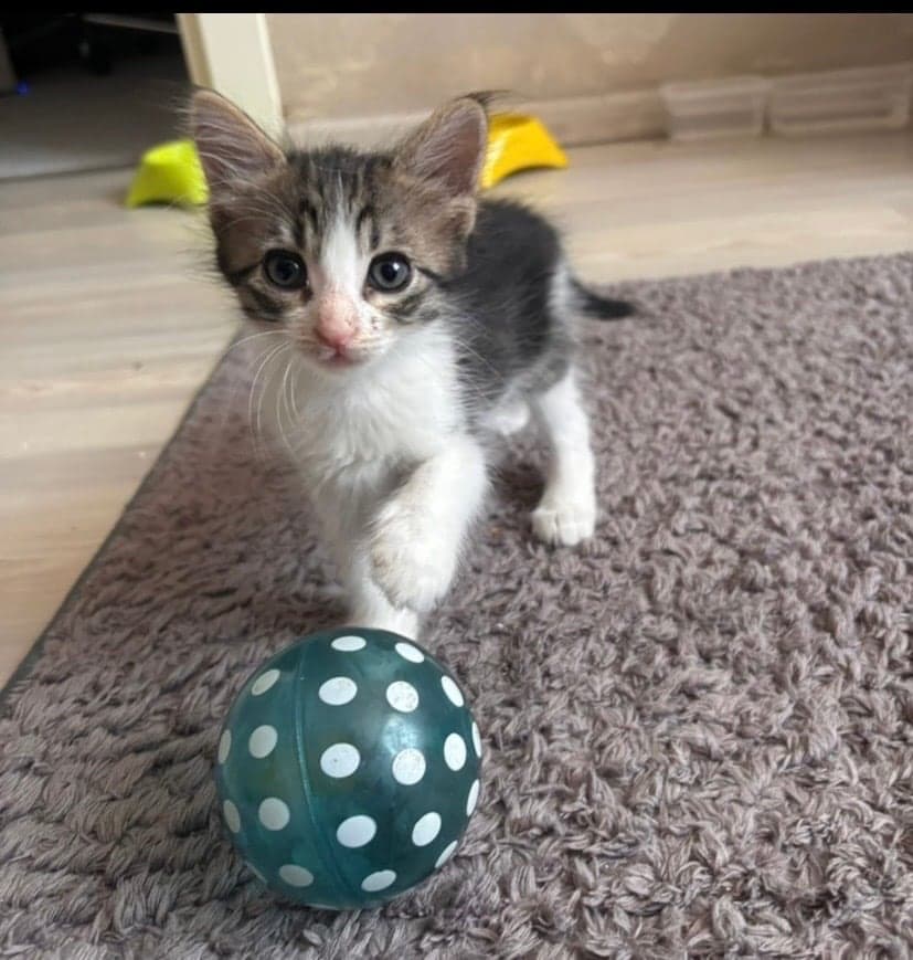 Melez / Karışık · Kedi Bilmiyorum Kedi, İstanbul