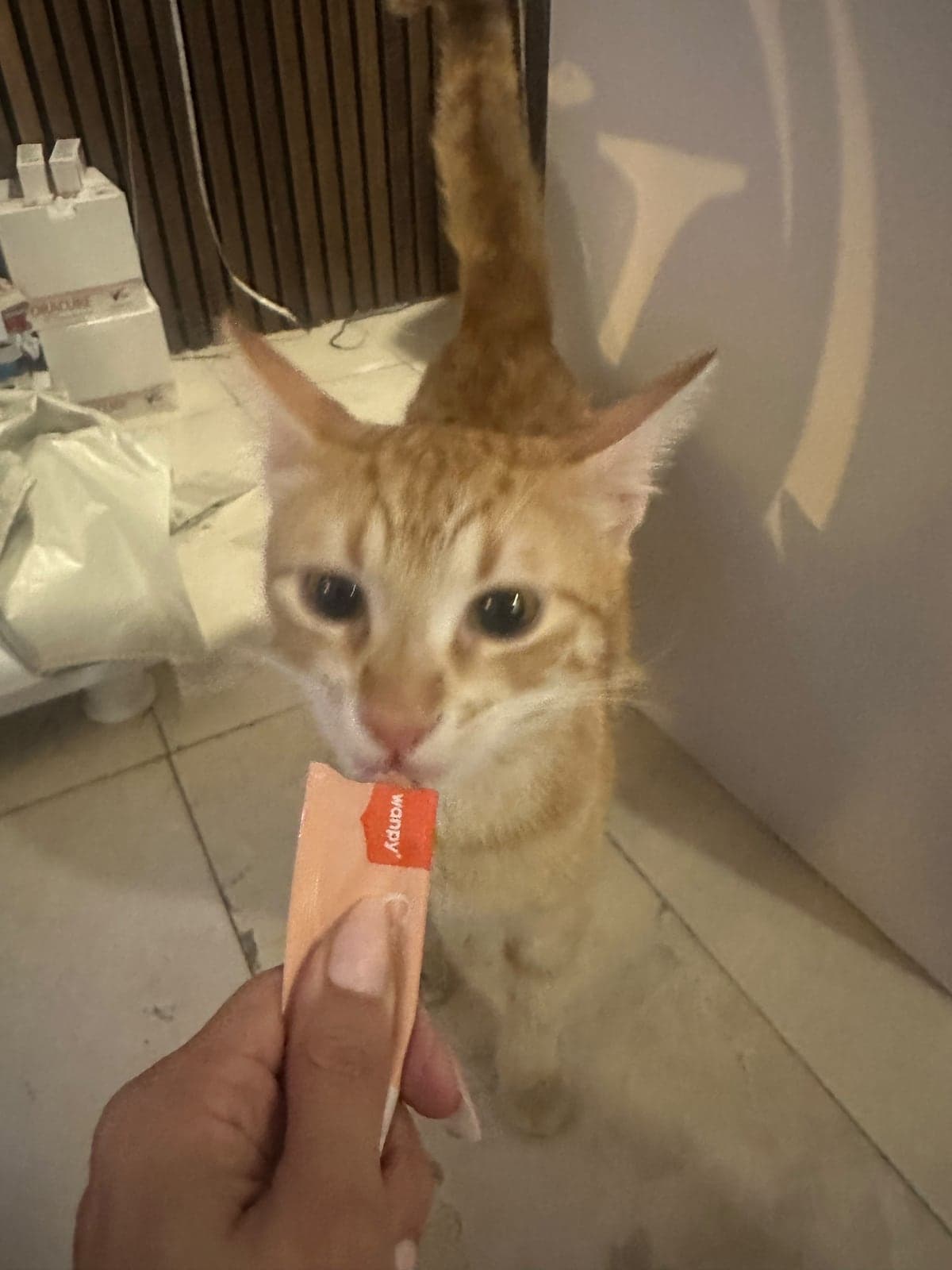 Melez / Karışık · Kedi Bilmiyorum Kedi, İstanbul