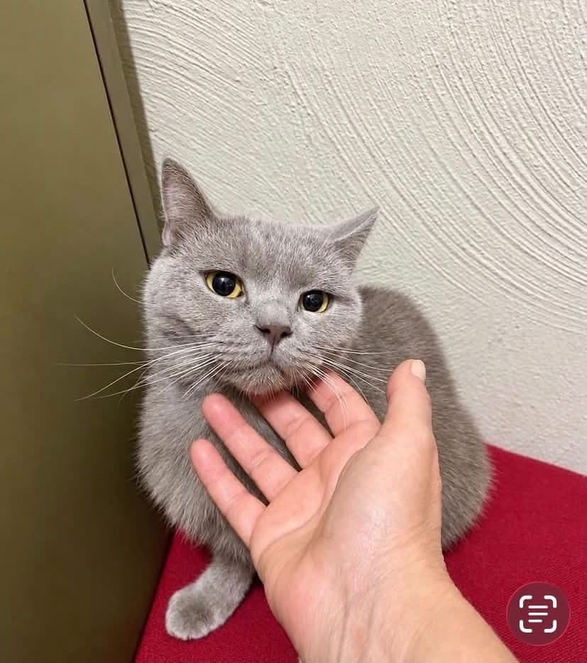 oreo British Shorthair Kedi, İstanbul