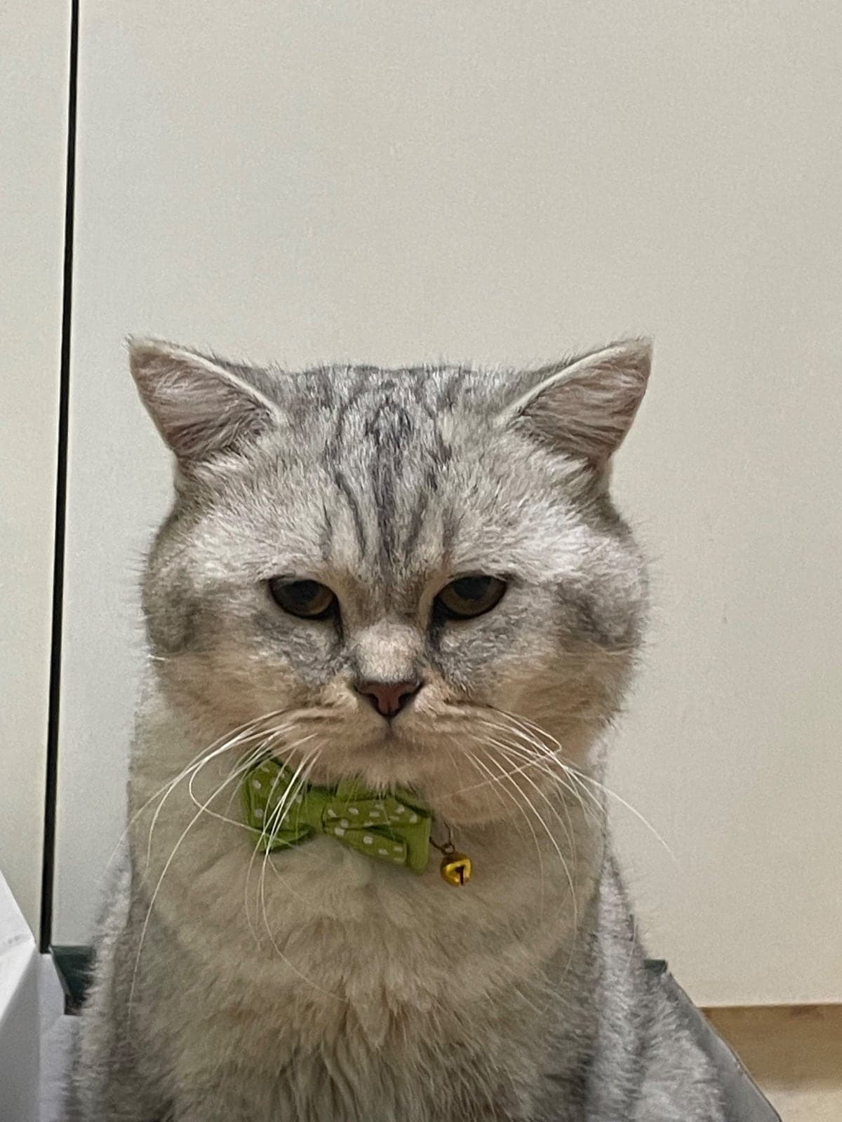 Yok British Shorthair Kedi, İstanbul