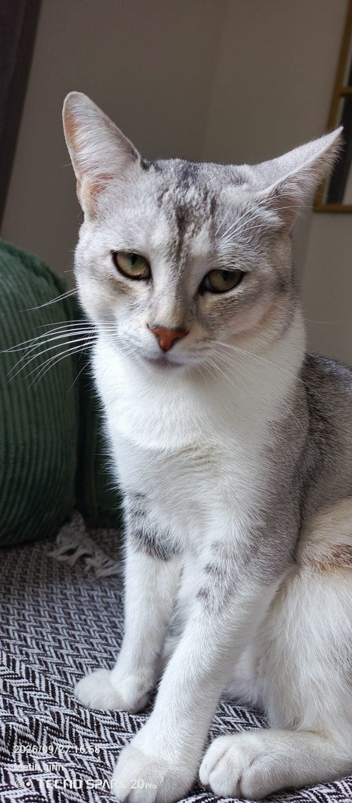 Hades British Shorthair Kedi, İstanbul