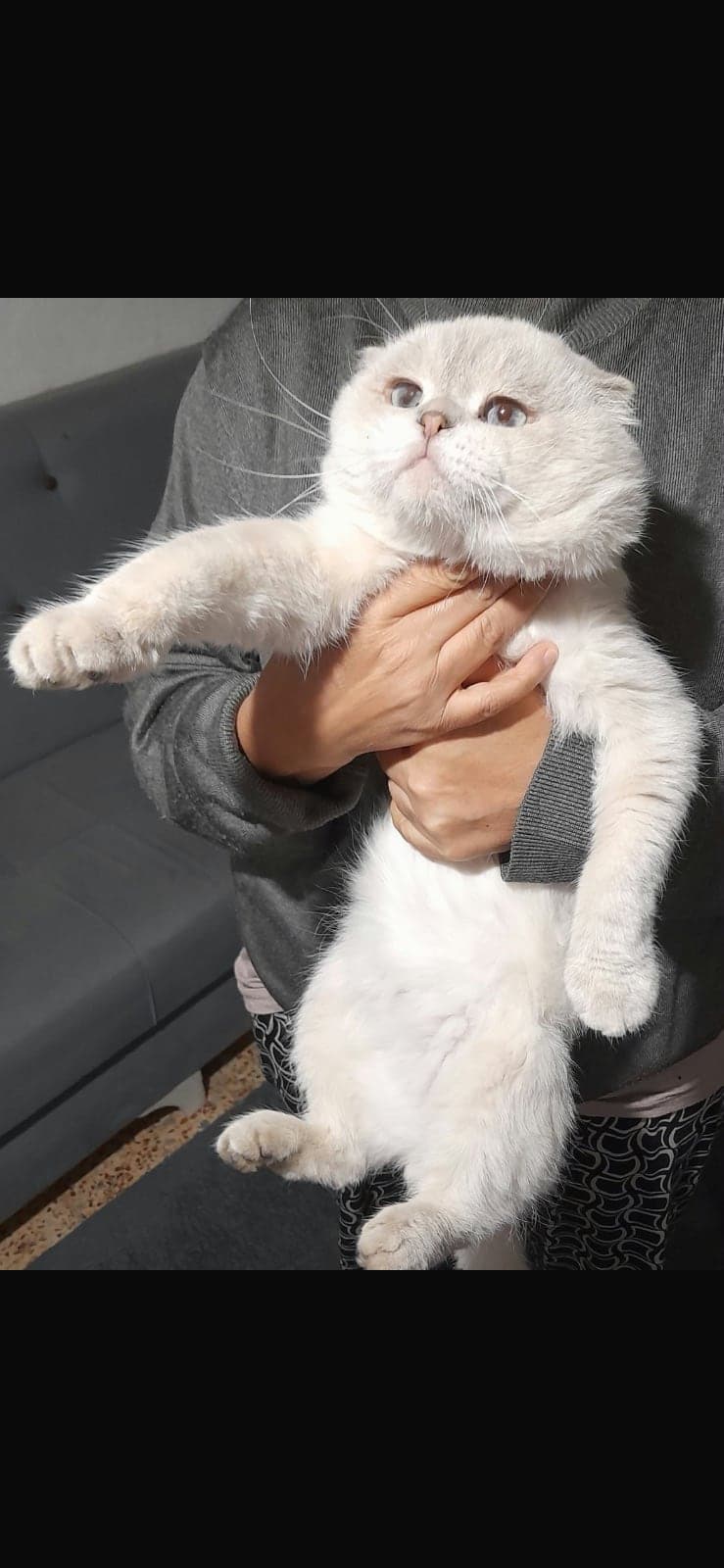 tosun Scottish Fold Kedi, İzmir