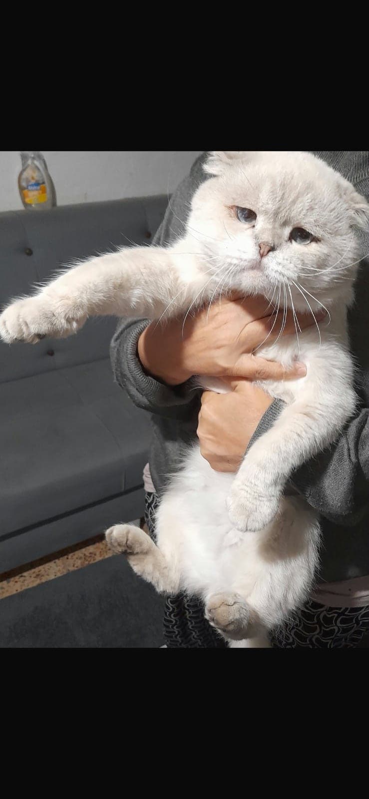 tosun Scottish Fold Kedi, İzmir