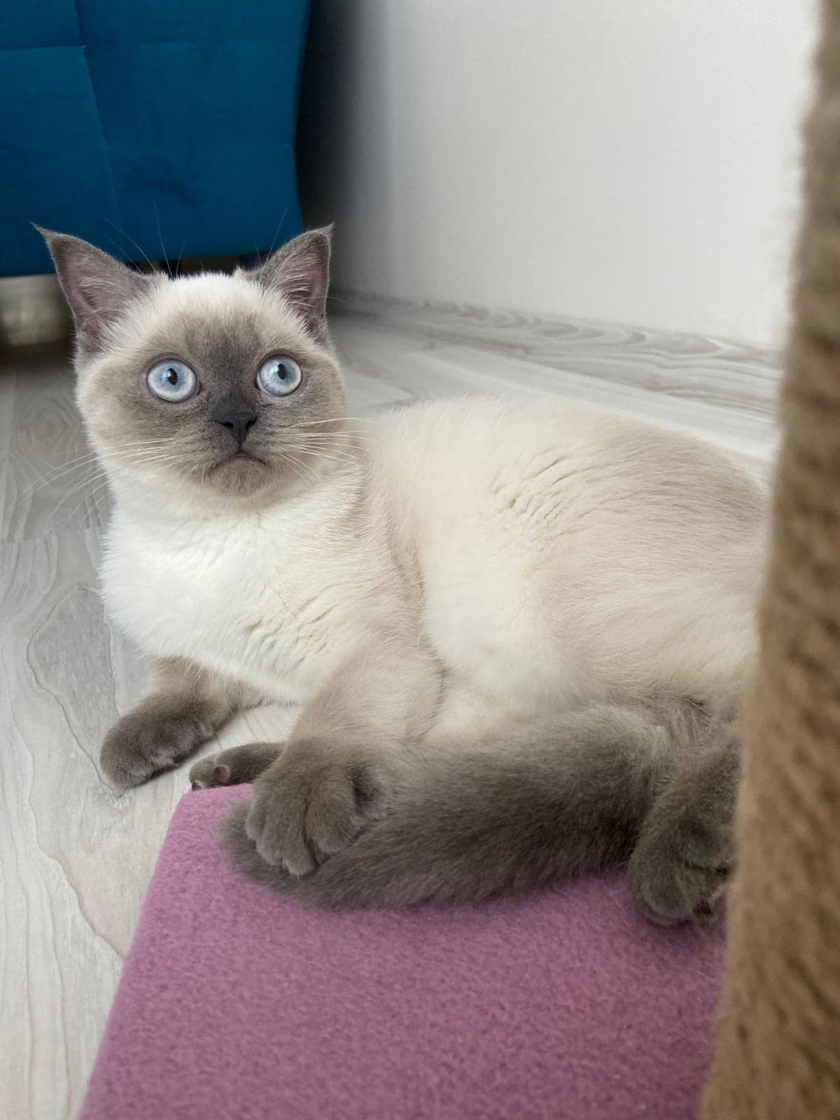 Luna Scottish Straight Kedi, İstanbul
