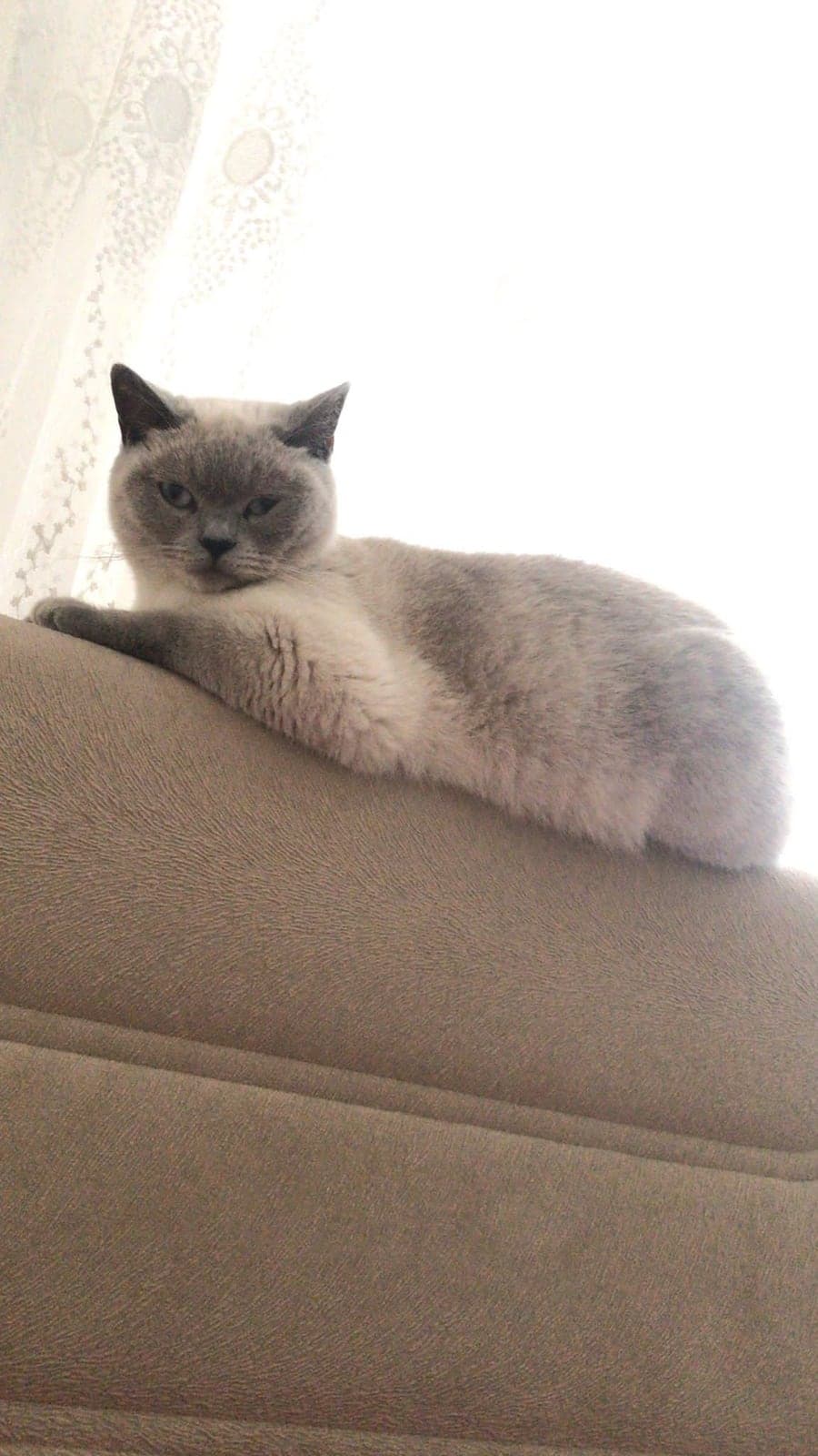 Şila Scottish Straight Kedi, İstanbul