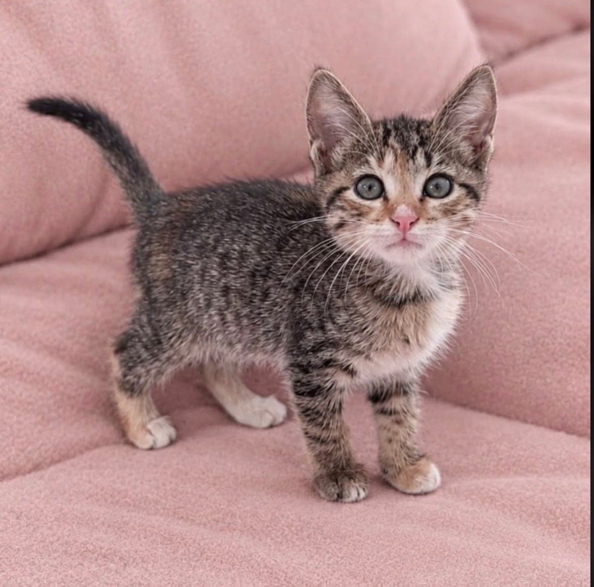 Nazlı Tekir Kedi, İstanbul
