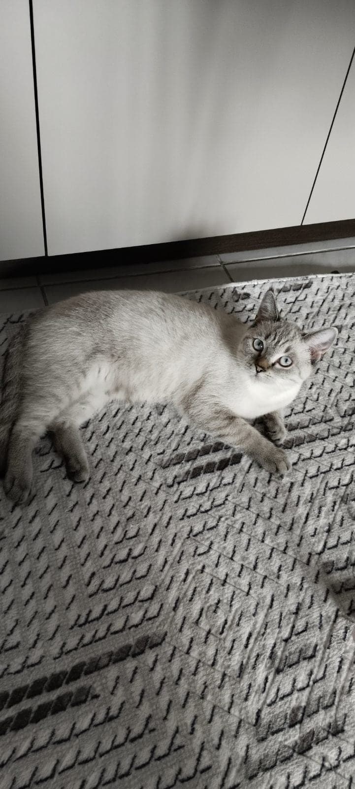 Eva Siyam Kedisi Kedi, Balıkesir