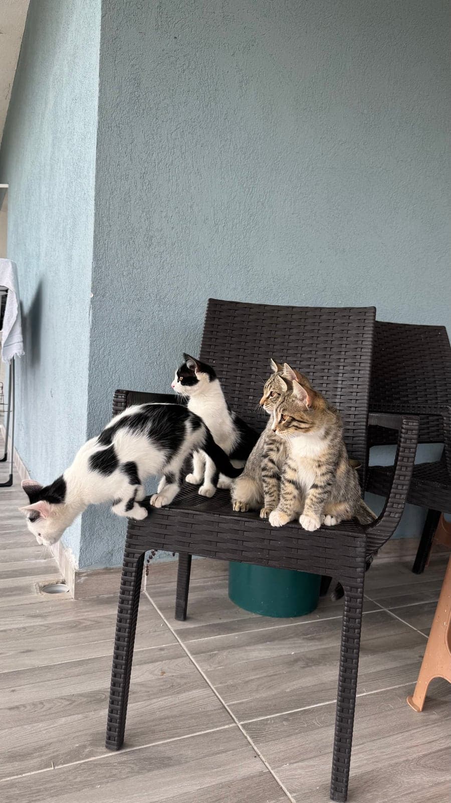 Tekir / Sokak Kedisi · Kedi Sokak Kedisi Kedi, Ankara