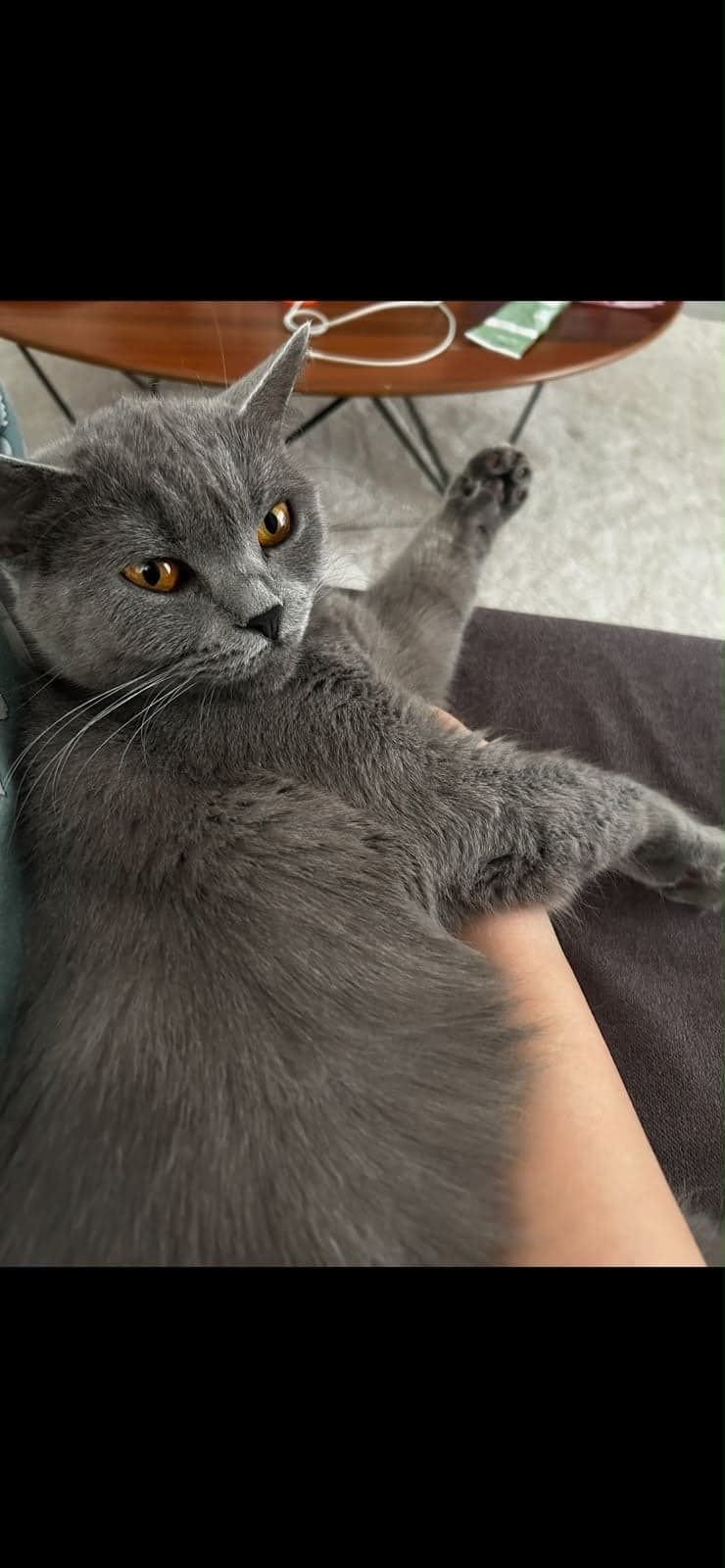 Miya British Shorthair Kedi, İstanbul