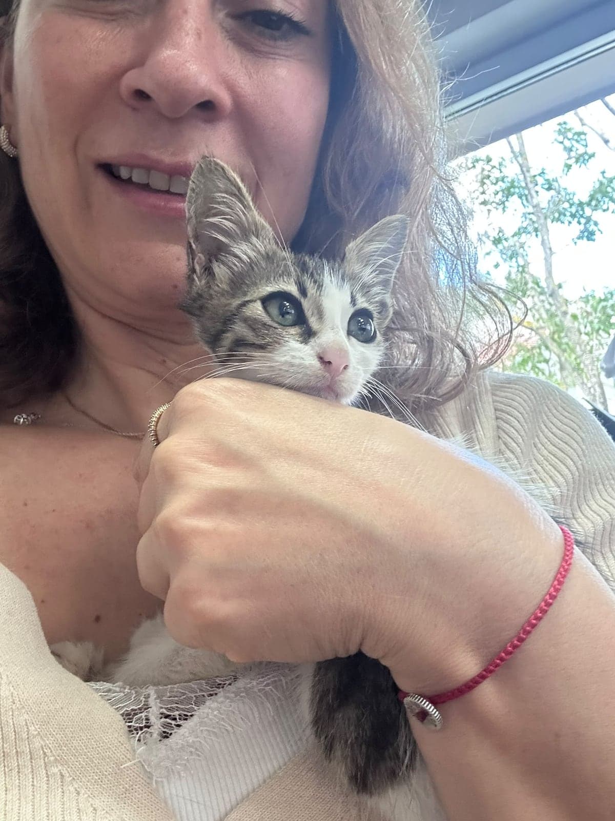 Şakir Tekir Kedi, İstanbul