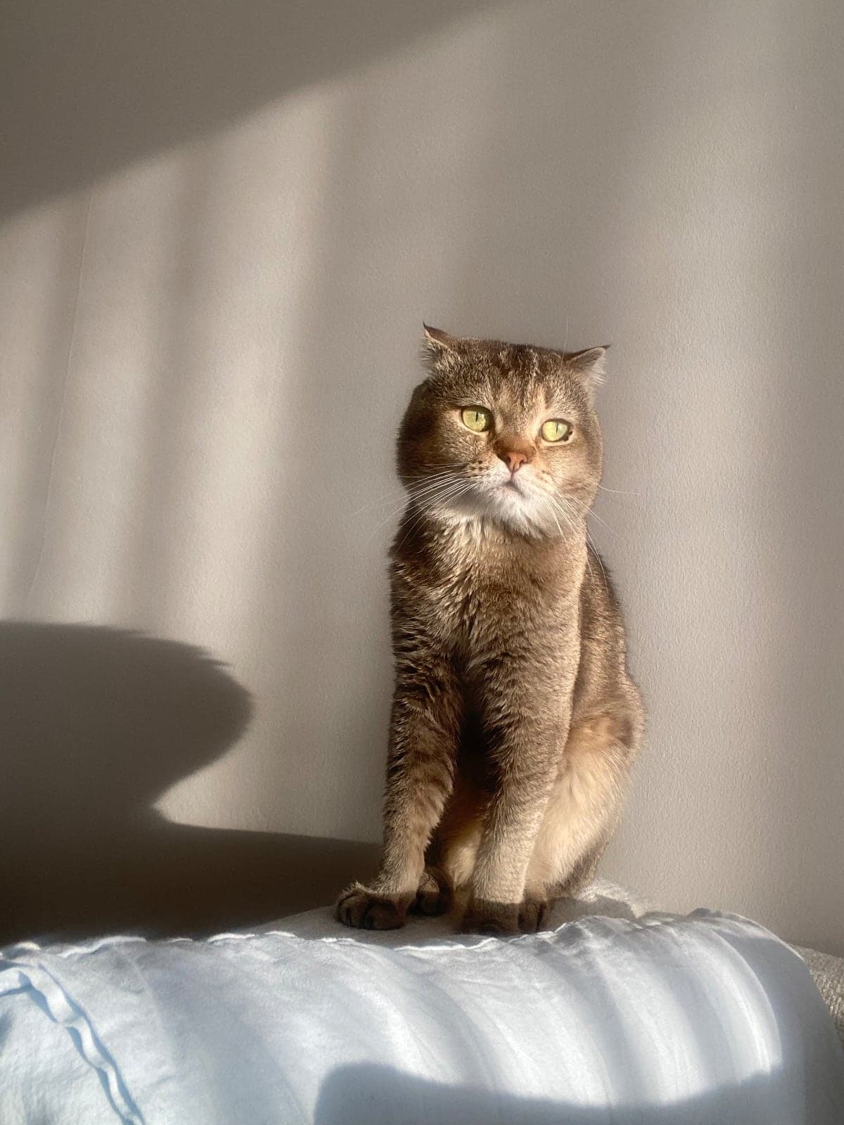 Plüton British Shorthair Kedi, Kocaeli